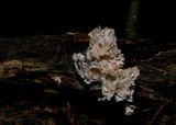 Xylaria cubensis image