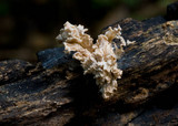 Xylaria cubensis image
