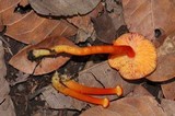 Hygrocybe miniata image