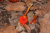 Hygrocybe miniata image