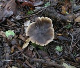 Tricholoma atroviolaceum image