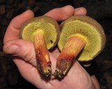 Boletus mendocinensis image