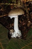 Amanita arocheae image