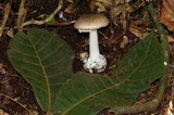 Amanita arocheae image