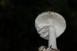 Amanita arocheae image