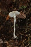 Amanita arocheae image