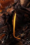 Clavulinopsis fusiformis image