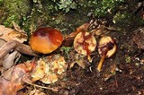 Callistosporium luteo-olivaceum image