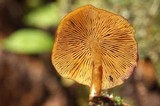 Callistosporium luteo-olivaceum image