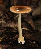 Amanita sect. Vaginatae image