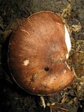 Leucoagaricus cupresseus image