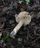 Tricholoma atroviolaceum image