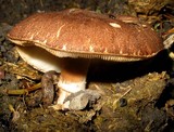 Leucoagaricus cupresseus image