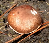Leucoagaricus cupresseus image