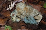 Hypomyces lateritius image