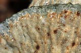 Hypomyces lateritius image