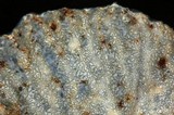 Hypomyces lateritius image