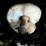 Leucoagaricus cupresseus image