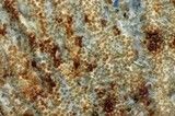 Hypomyces lateritius image