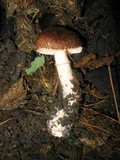 Leucoagaricus cupresseus image