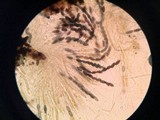 Neohypodiscus cerebrinus image
