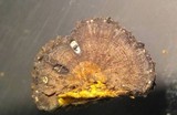Neohypodiscus cerebrinus image