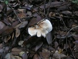 Tricholoma saponaceum image