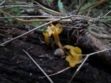 Dacryopinax spathularia image