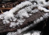 Ceratiomyxa fruticulosa var. fruticulosa image