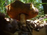 Boletus discolor image