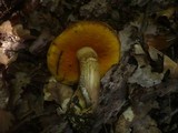 Boletus discolor image