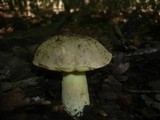 Boletus impolitus image
