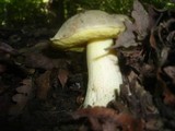 Boletus impolitus image