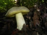 Boletus impolitus image