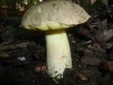 Boletus impolitus image