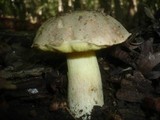 Boletus impolitus image