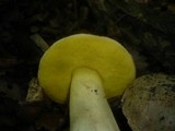 Boletus impolitus image