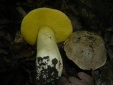 Boletus impolitus image