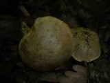 Boletus impolitus image