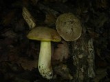 Boletus impolitus image