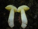 Boletus impolitus image