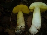 Boletus impolitus image