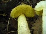 Boletus impolitus image