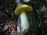 Boletus impolitus image