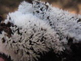Ceratiomyxa fruticulosa var. fruticulosa image