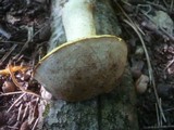Boletus impolitus image