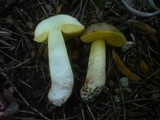 Boletus impolitus image