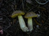 Boletus impolitus image