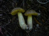 Boletus impolitus image