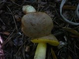 Boletus impolitus image